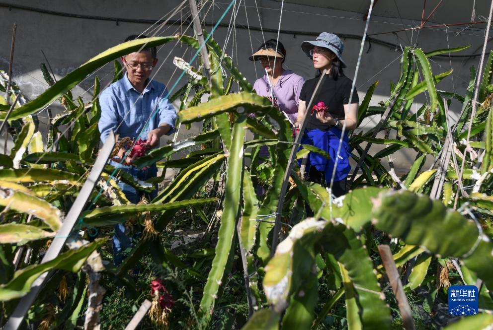 红宝石赌博登录